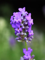 Aromatherapy Aromatherapy